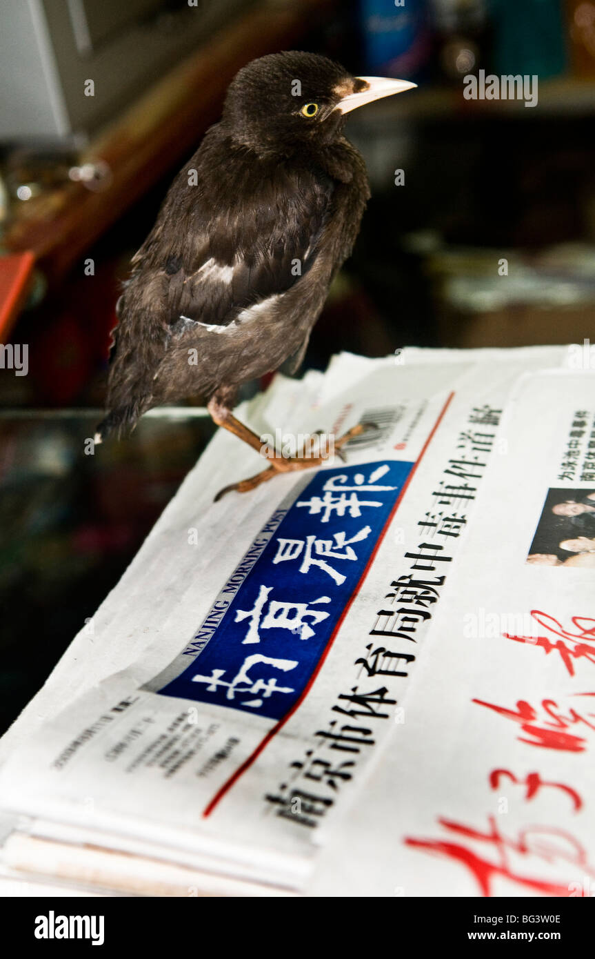 A Chinese bird reading the newspaper Stock Photo Alamy