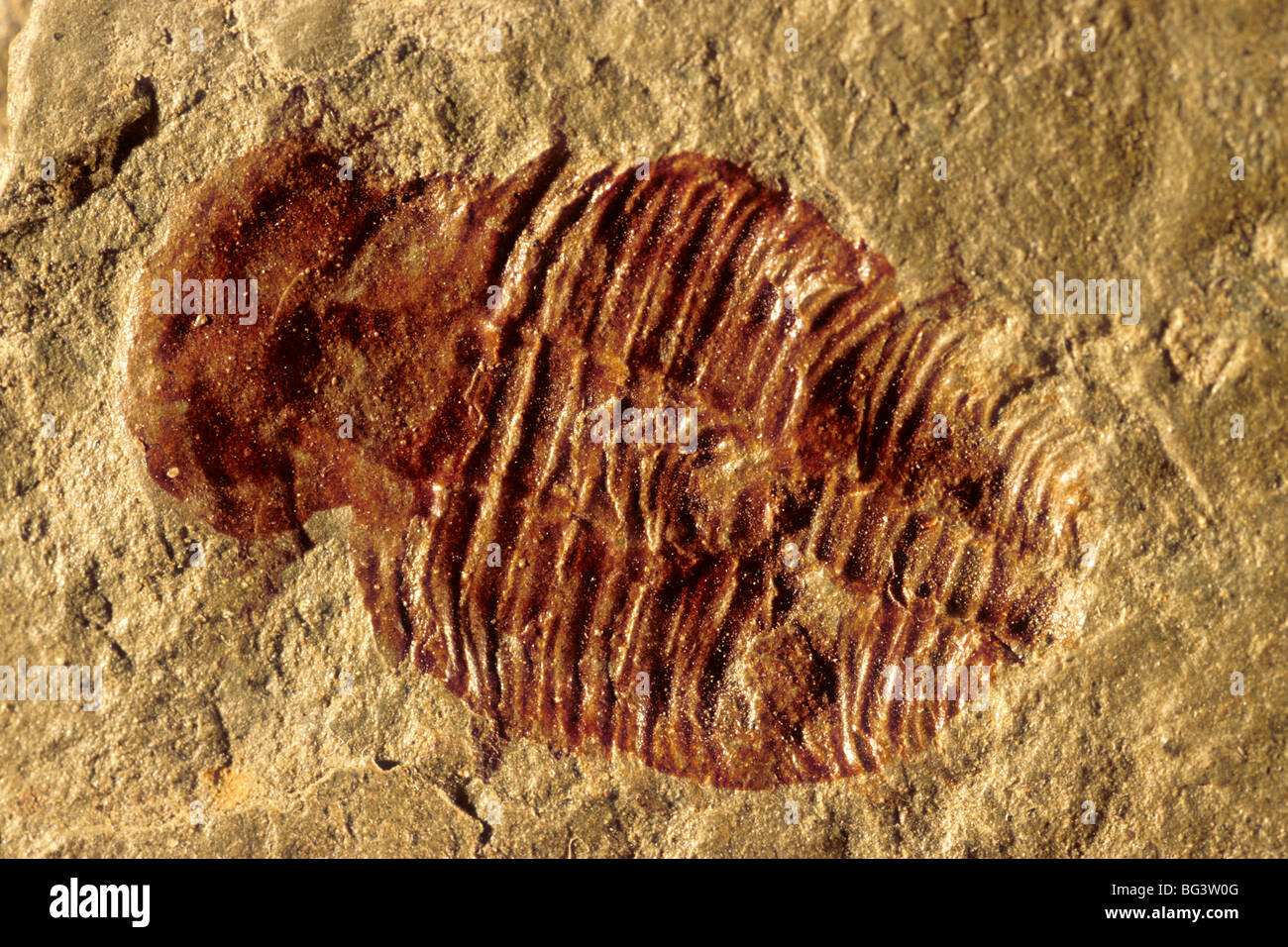 Fossil trilobite from Bright Angel Shale, early to mid Cambrian age