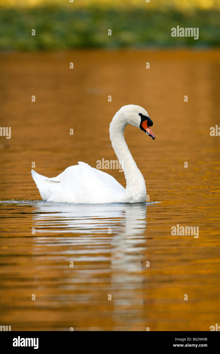 Mute Swan - vertical Stock Photo