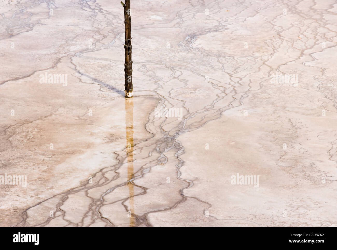 A detail view of the Grand Prismatic Springs bacterial mats in Yellowstone National Park, Wyoming, USA. Stock Photo