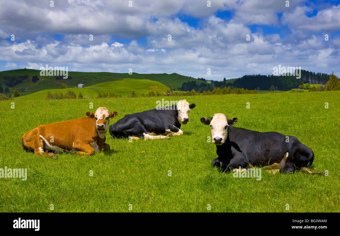 Island cow hi-res stock photography and images - Alamy