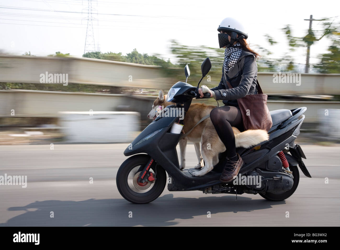 Woman Riding a Scooter with Pet Dog, Tainan, Taiwan, Republic of China Stock Photo