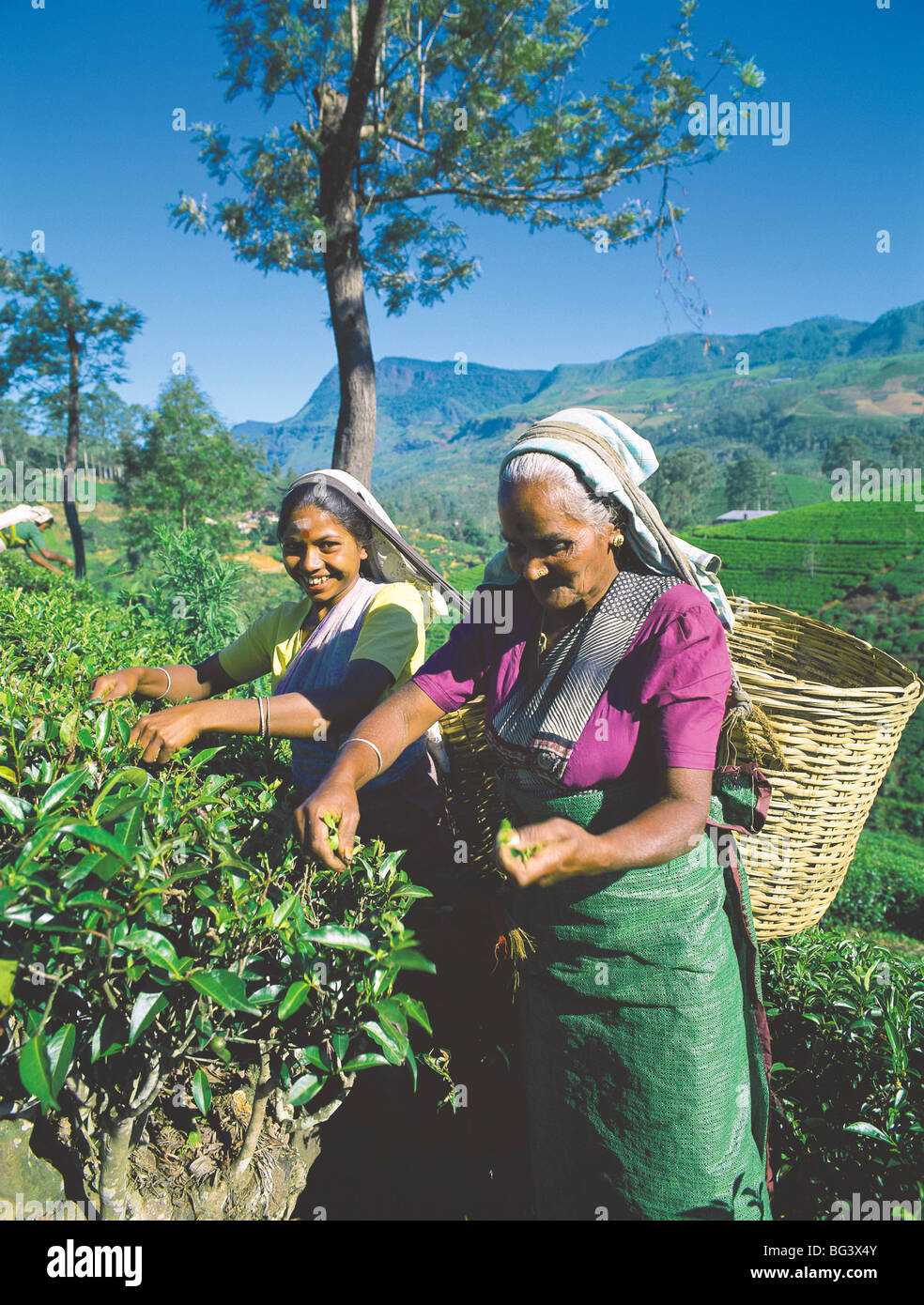 Plucking tea, tea plantation, Nuwara Eliya, Sri Lanka, Asia Stock Photo