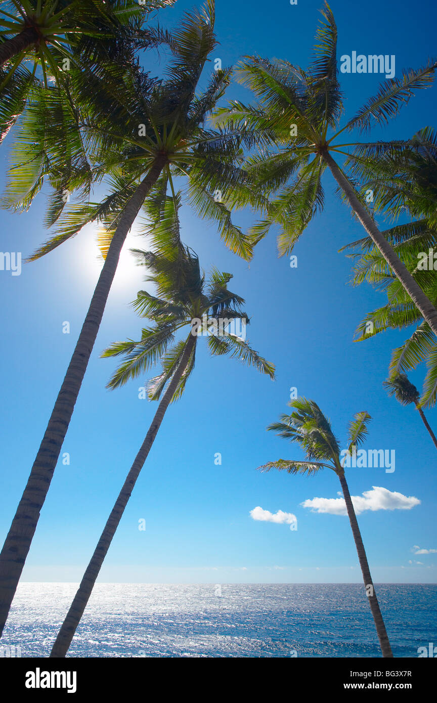 Palm trees on tropical beach, Bali, Indonesia, Southeast Asia, Asia Stock Photo