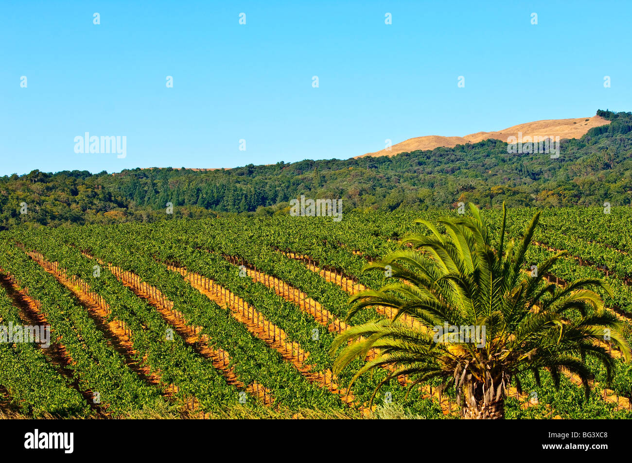 Grape vines in northern California near Mendocino, California, United States of America, North America Stock Photo