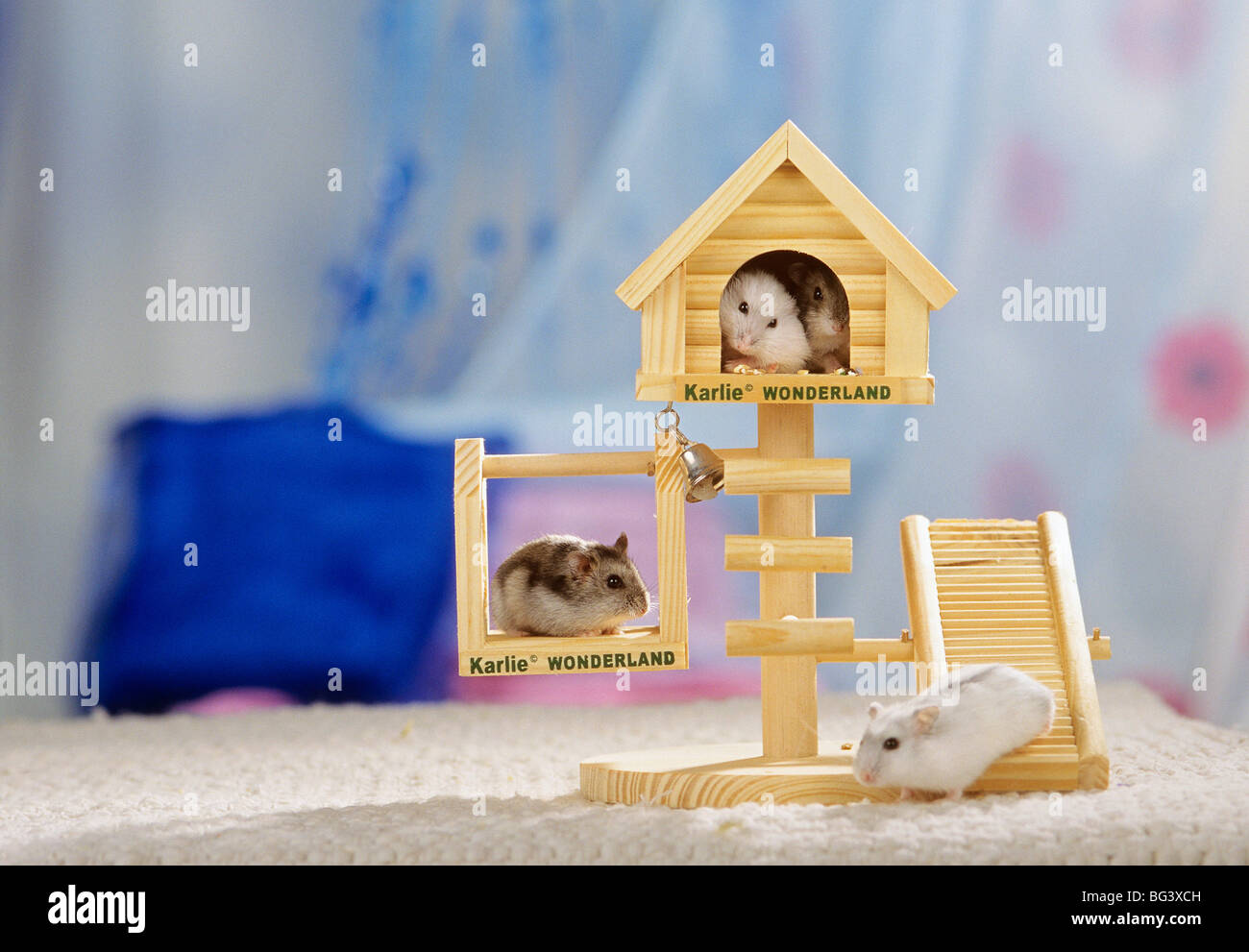 dwarf hamster house