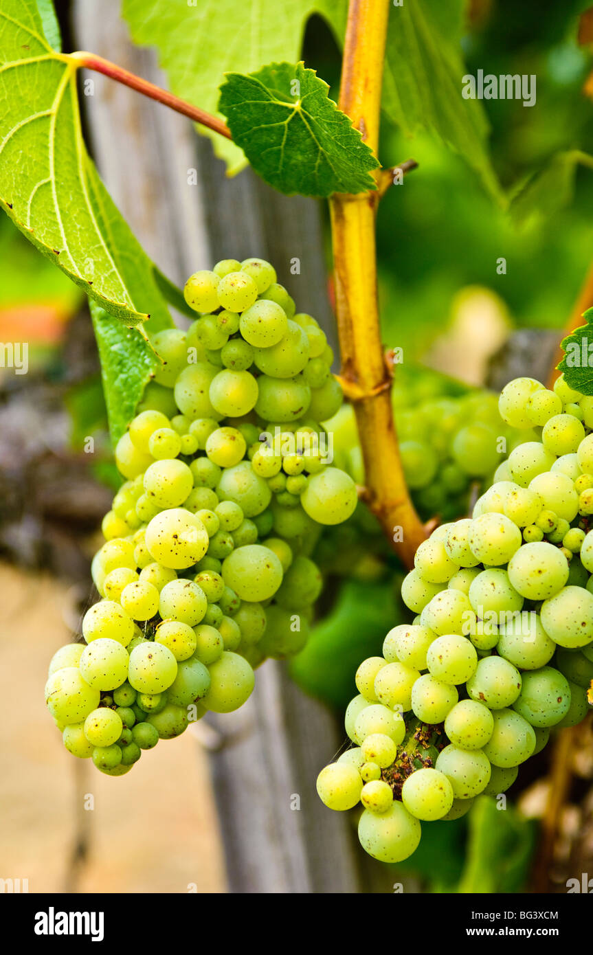 Grape vines in northern California near Mendocino, California, United States of America, North America Stock Photo