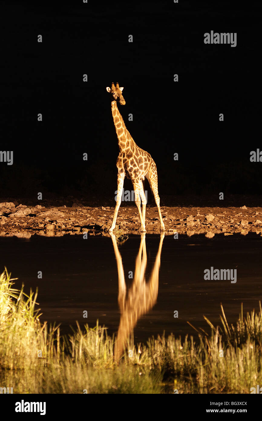 Giraffe at waterhole at night Stock Photo