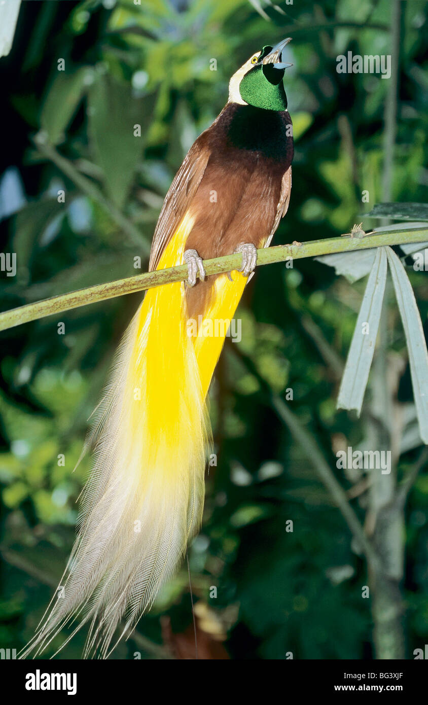 Lesser bird of Paradise on a twig / Paradisaeidae Stock Photo