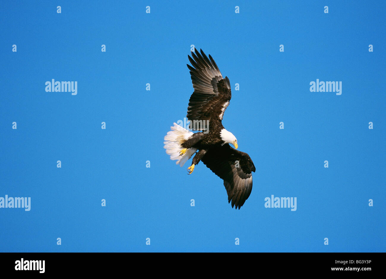 Bald Eagle (Haliaeetus leucocephalus). Adult in flight Stock Photo - Alamy
