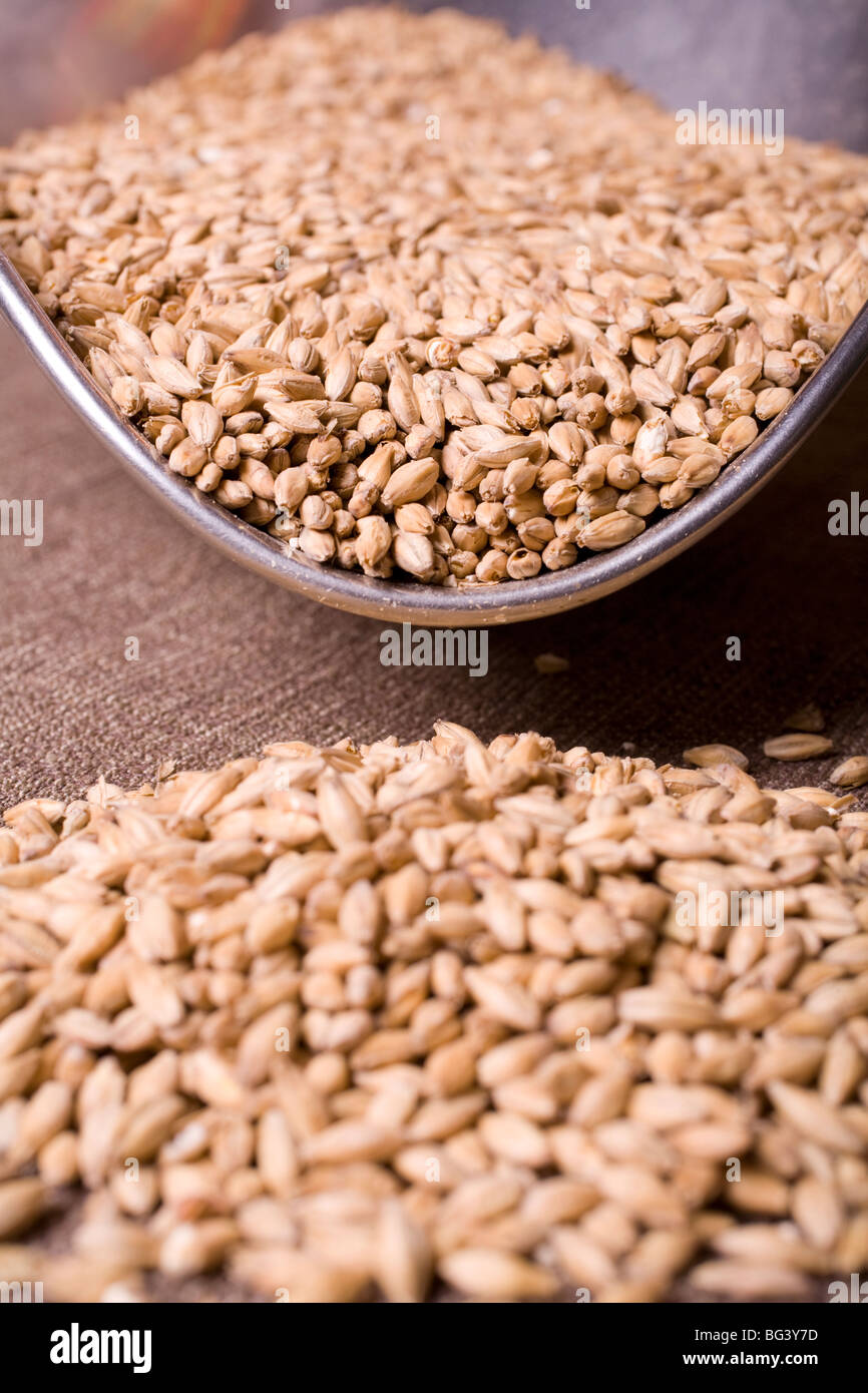 Pale malt barley, an ingredient for beer Stock Photo Alamy