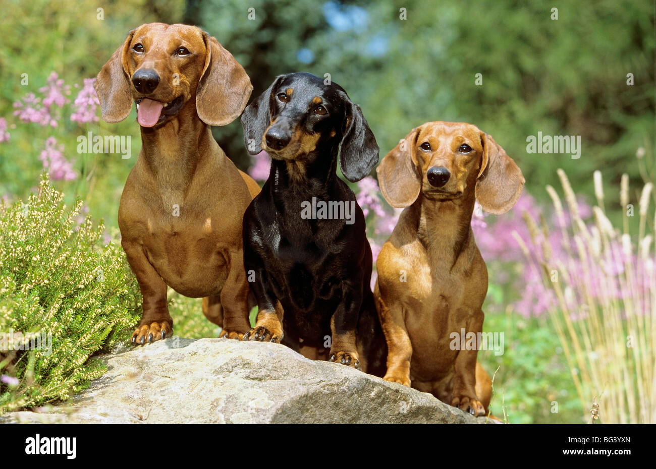 Three Short Haired Dachshund Dogs On A Stone Stock Photo 27132637