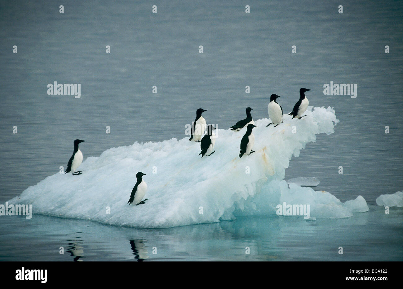 Thick-billed Murres - standing on a ice floe / Uria lomvia Stock Photo