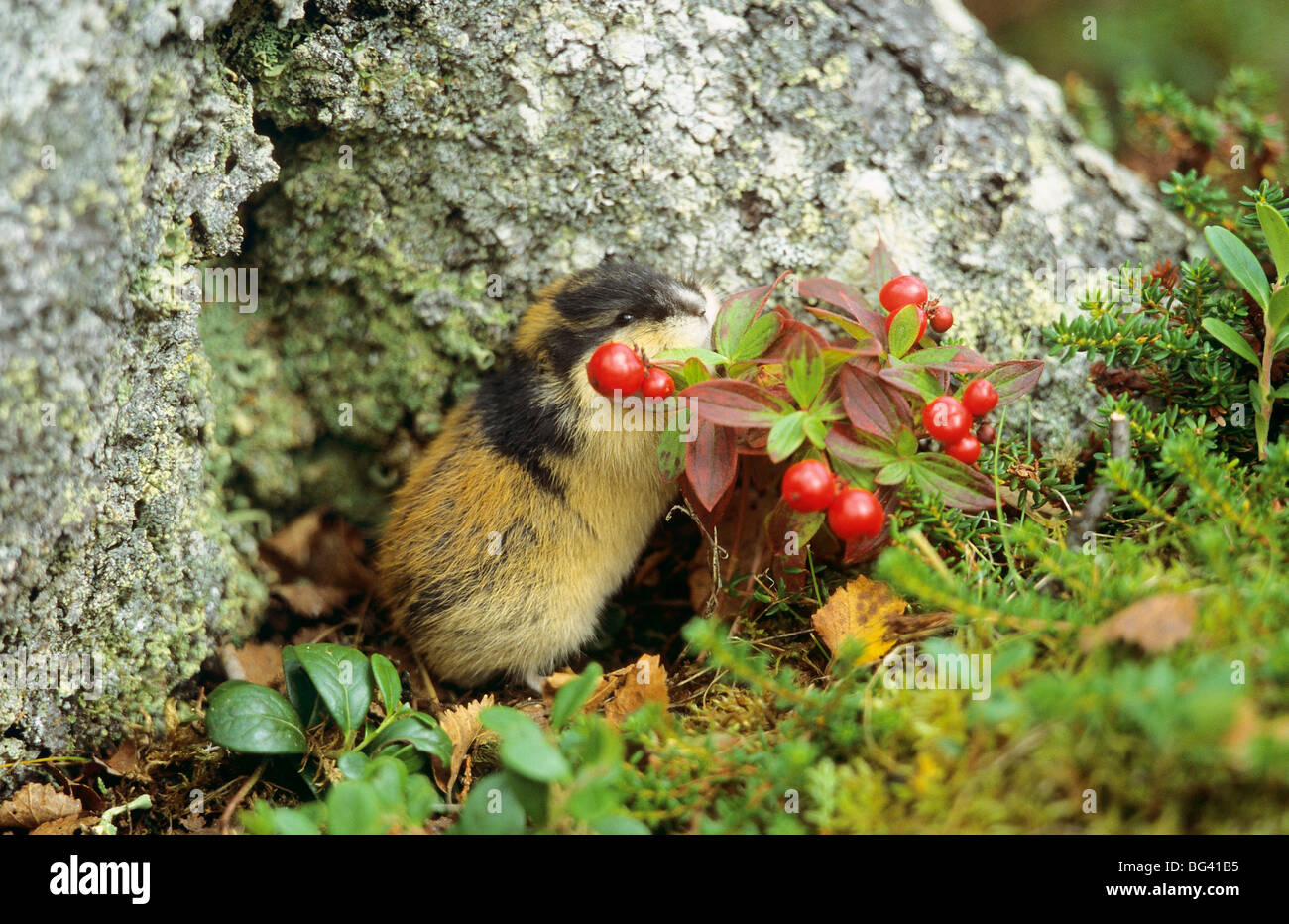 Lemming - Lemmus lemmus - Masai Gallery