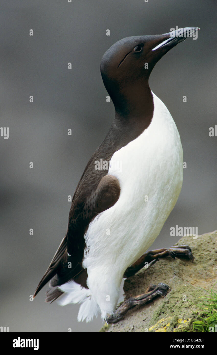 Thick-billed Murre on a rock / Uria lomvia Stock Photo