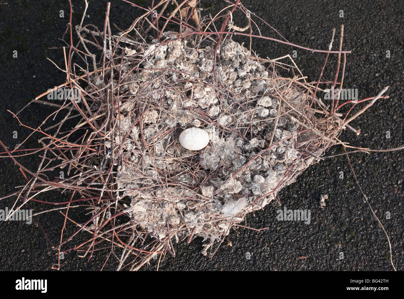 Abandoned nest with one egg removed from location during maintenance Stock Photo