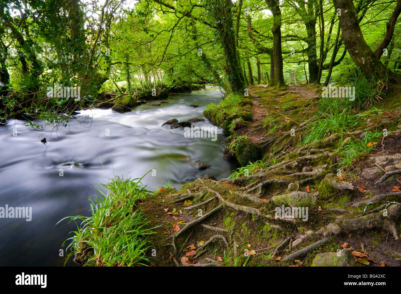 UK, England, Cornwall, Bodmin Moor, Golitha Falls Stock Photo Alamy