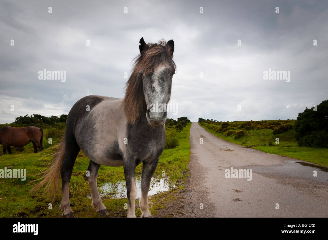 UK, England, Cornwall, Bodmin Moor, Pony Stock Photo Alamy