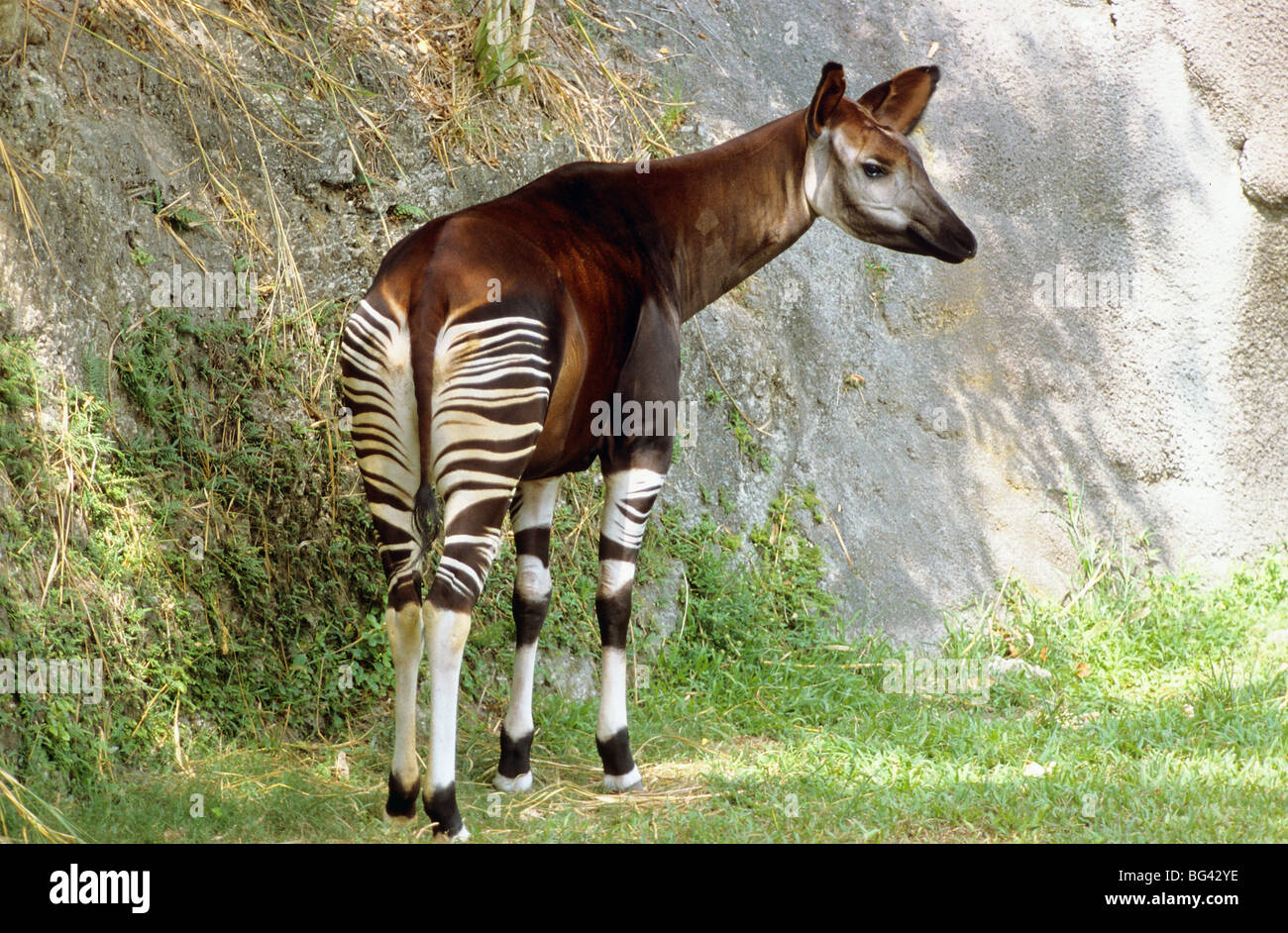 Okapi Okapia Johnstoni Adult In A Zoo Standing Stock Photo Alamy