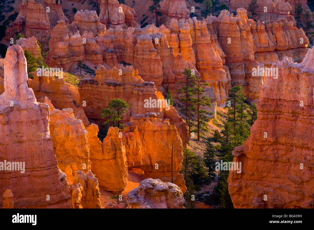 USA, Utah, Bryce Canyon National Park, near Sunset Point Stock Photo