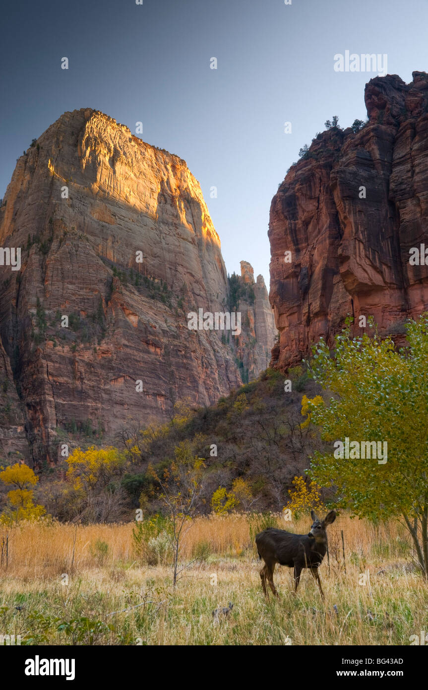 USA, Utah, Zion National Park, The Great White Throne Stock Photo