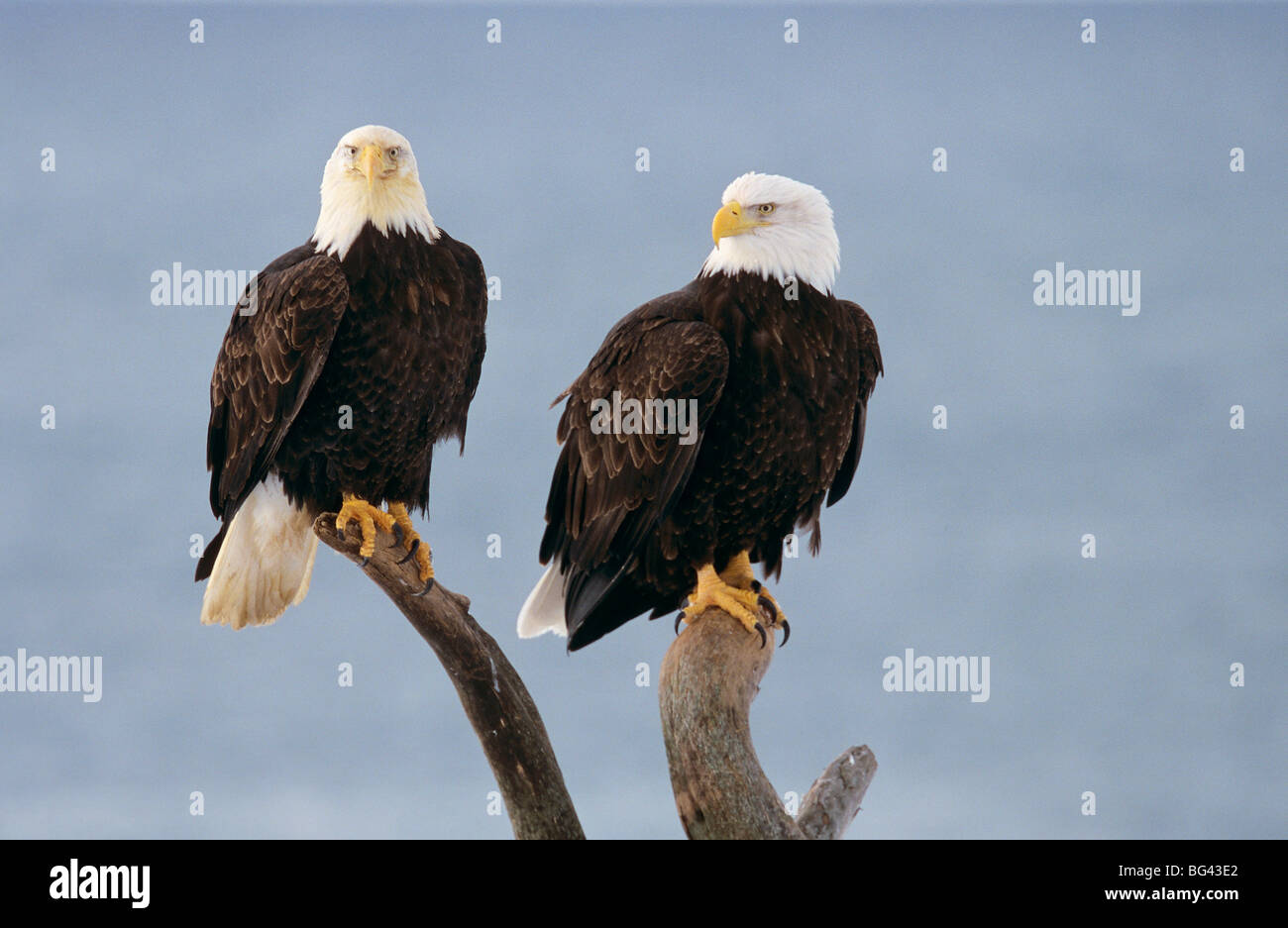 Two bald eagles branch hi-res stock photography and images - Alamy