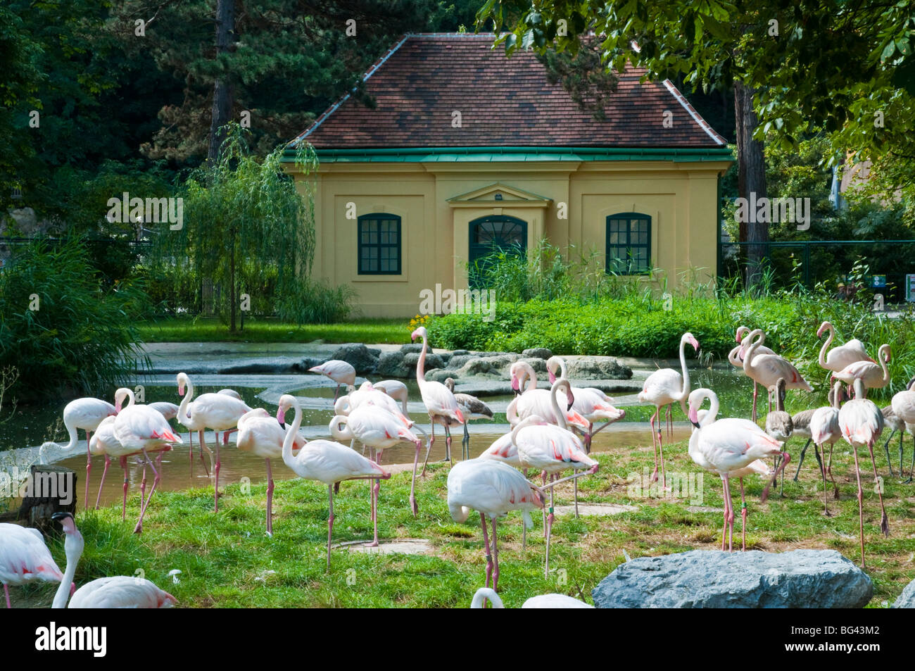 Flamingos, Tiergarten Schönbrunn, Wien, Österreich | flamingos, zoo Schönbrunn, Vienna, Austria  Stock Photo