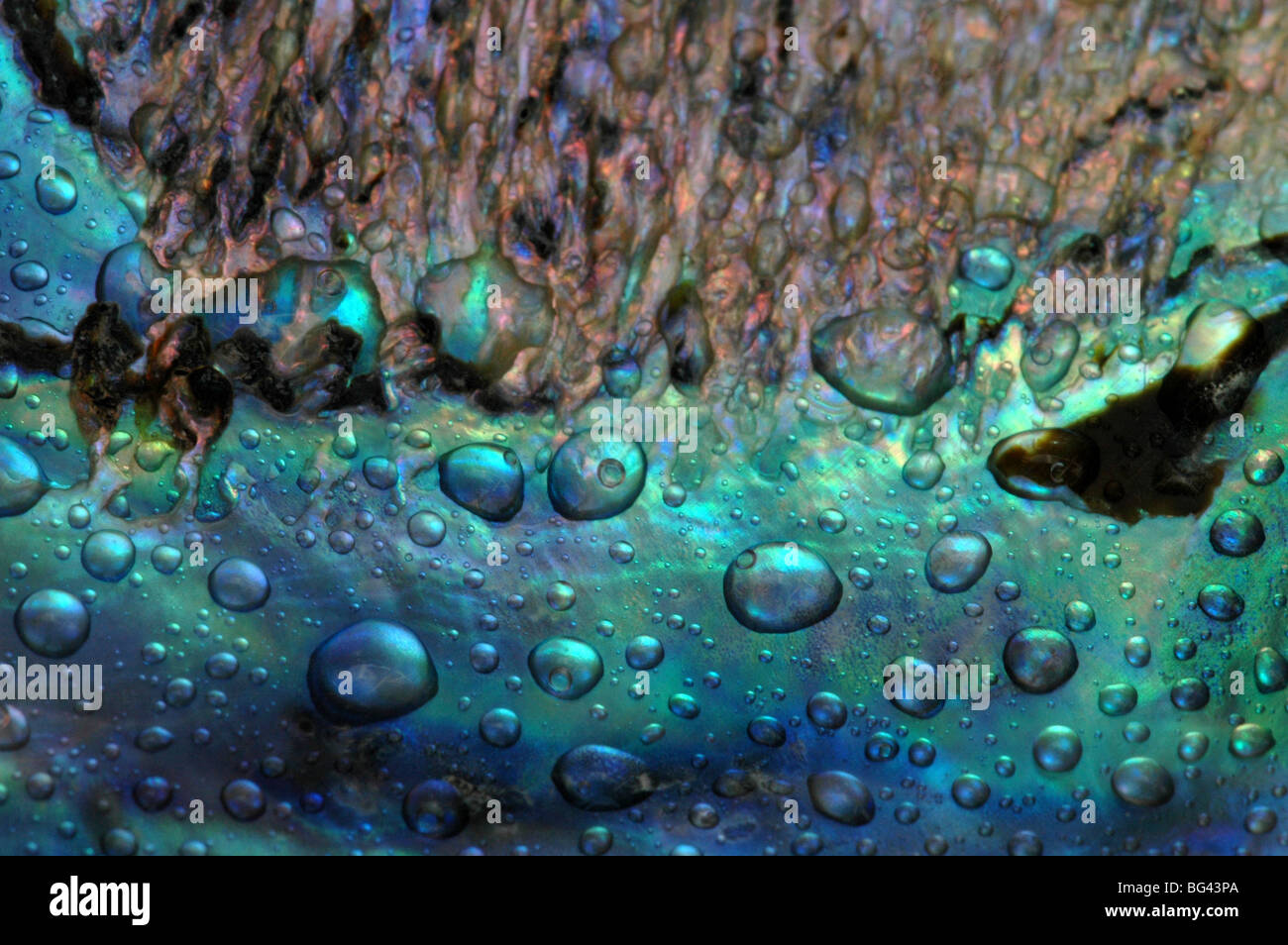 Seashell Abalone Stock Photo