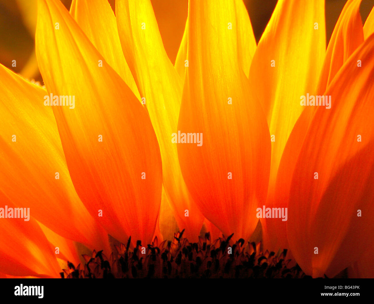 Sunflower Stock Photo