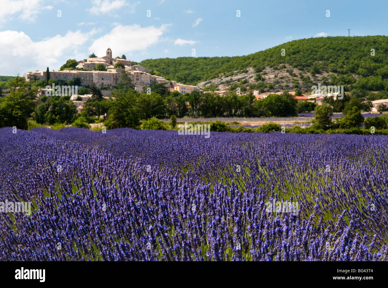Lavender fields at Banon, Provence, France Stock Photo