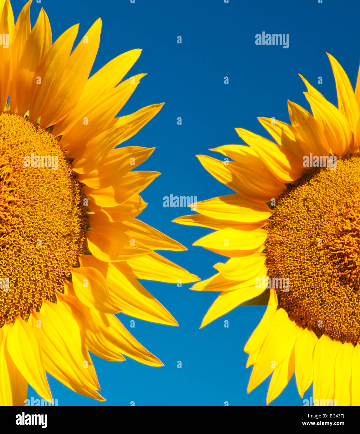 Sunflowers, Provence, France Stock Photo Alamy
