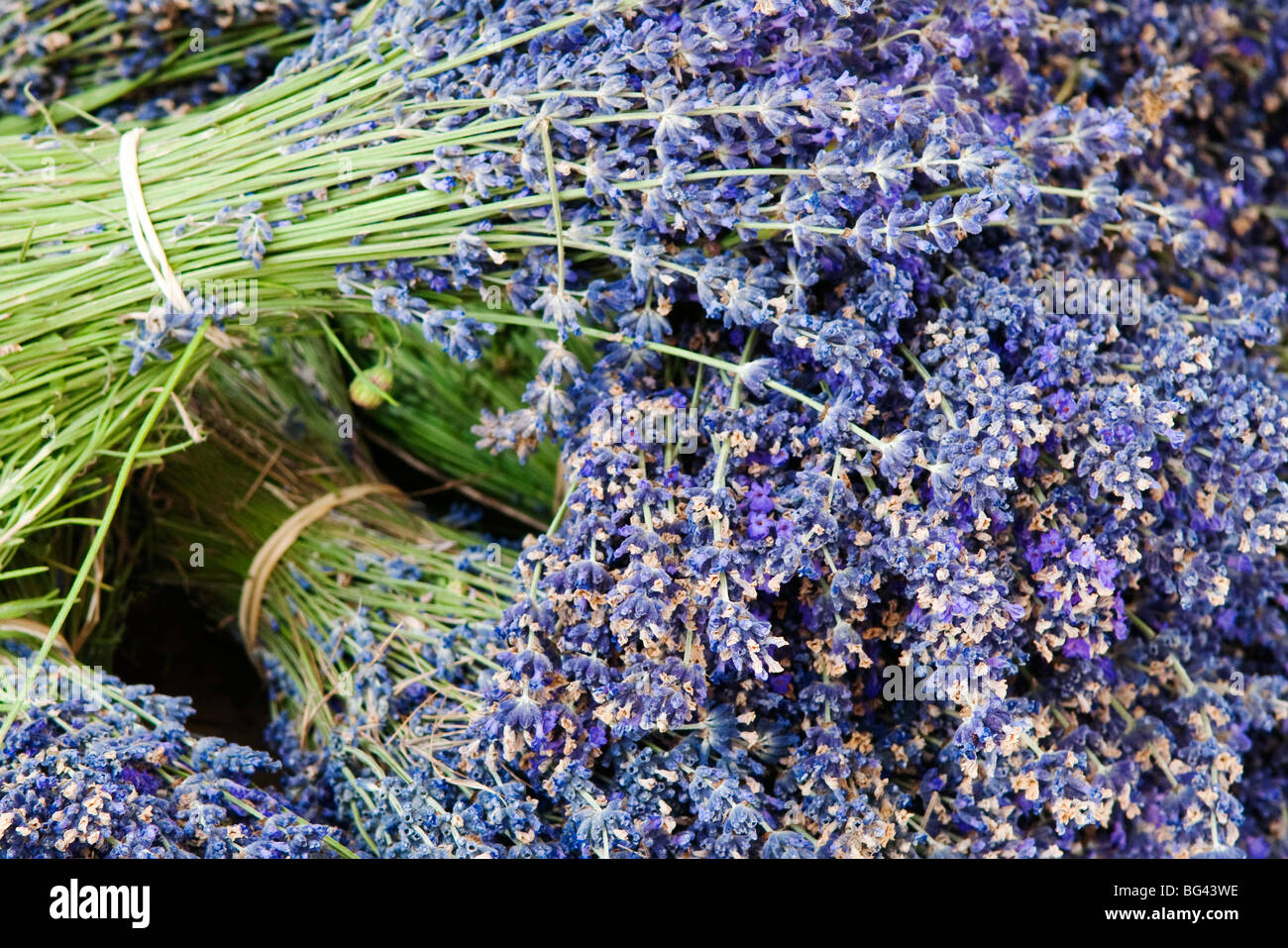 Lavender bundles for sale in Roussillon, Sault, Provence, France Stock