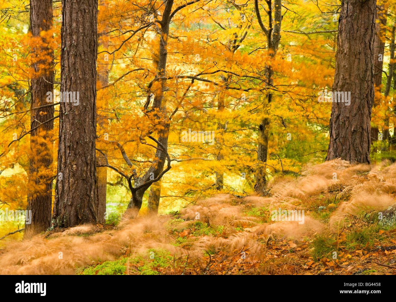 Woodland in autumn, Scotland, UK Stock Photo