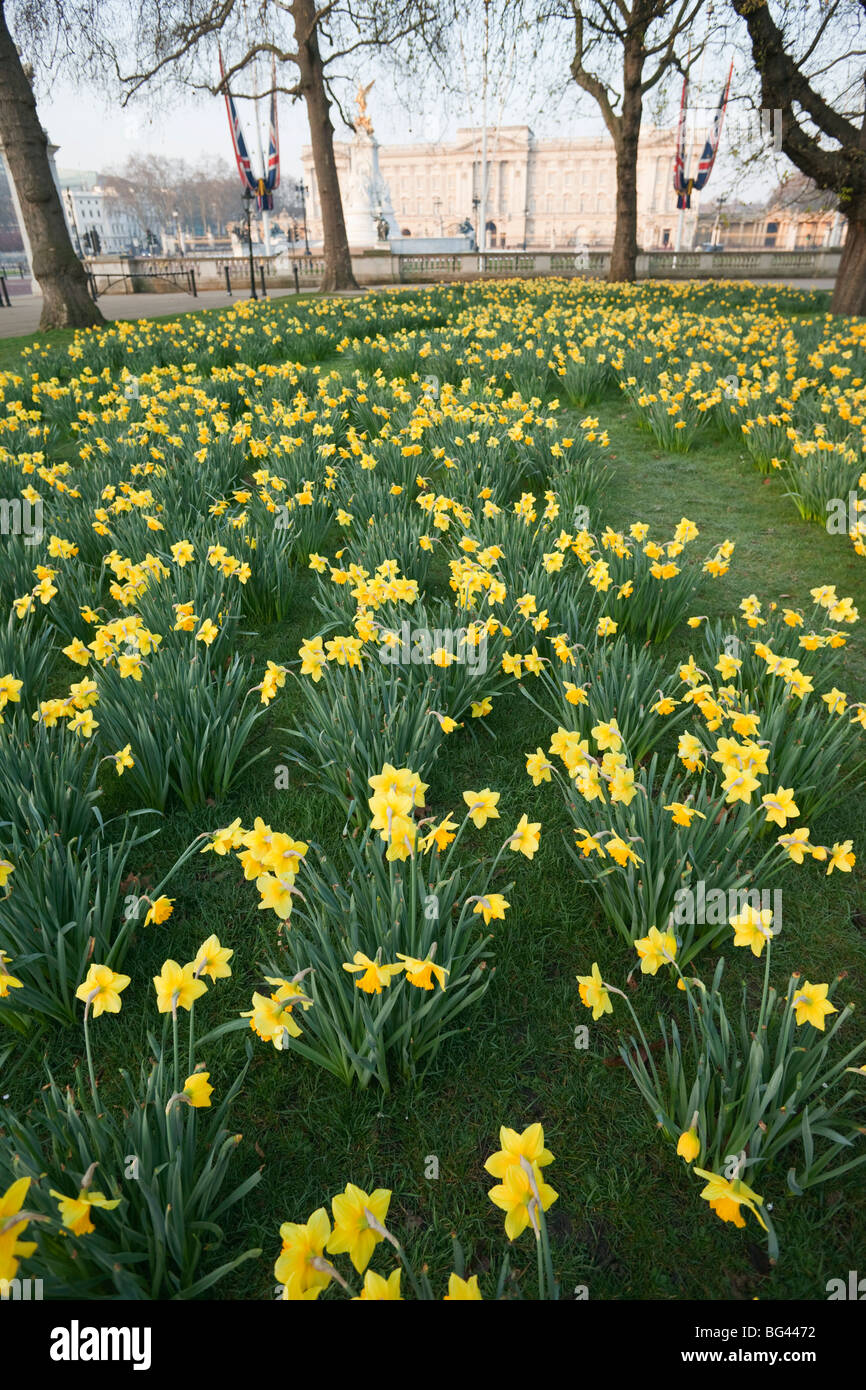 England, London, Green Park, Buckingham Palace and Daffodils Stock Photo