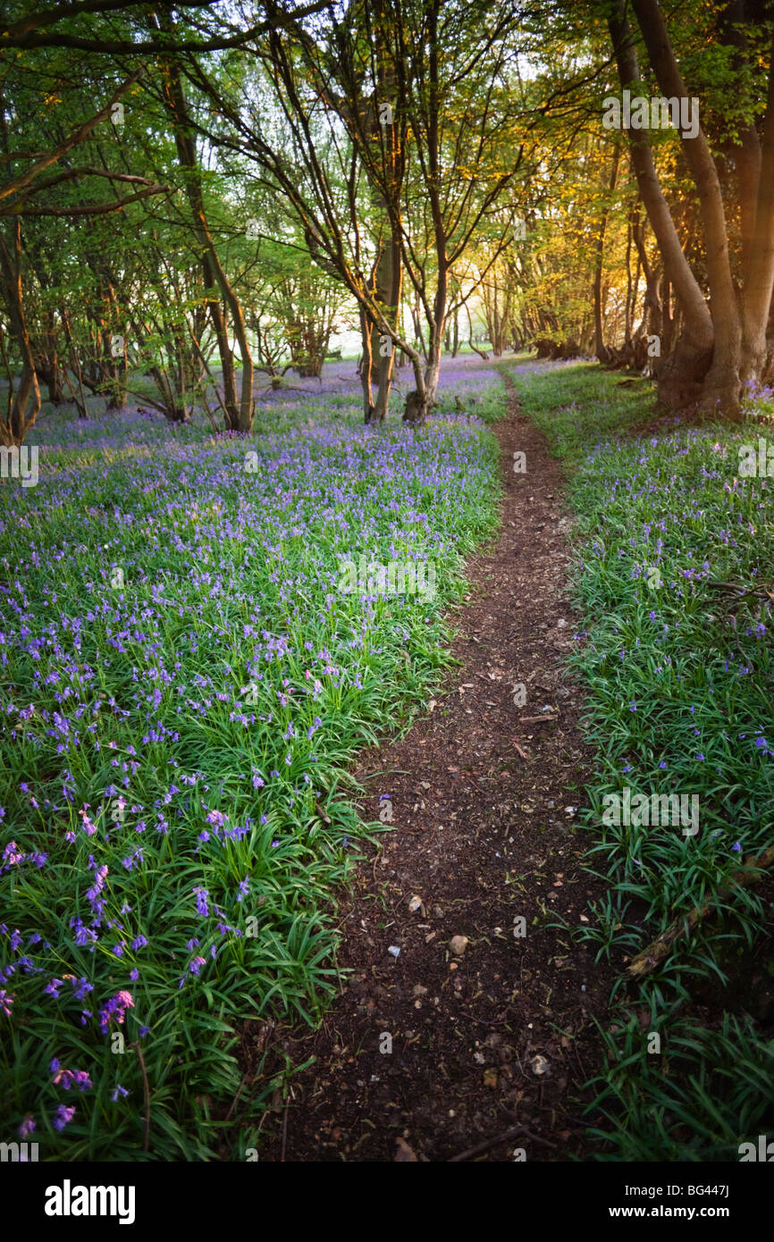England, Kent, Footpath in Bluebell Woods Stock Photo - Alamy