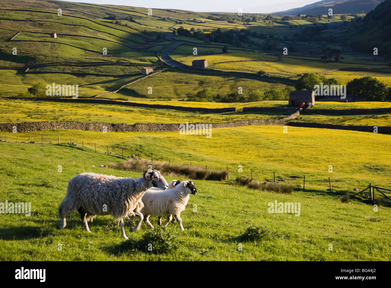 England, Yorkshire, Yorkshire Dales, Swaledale, Sheep Stock Photo