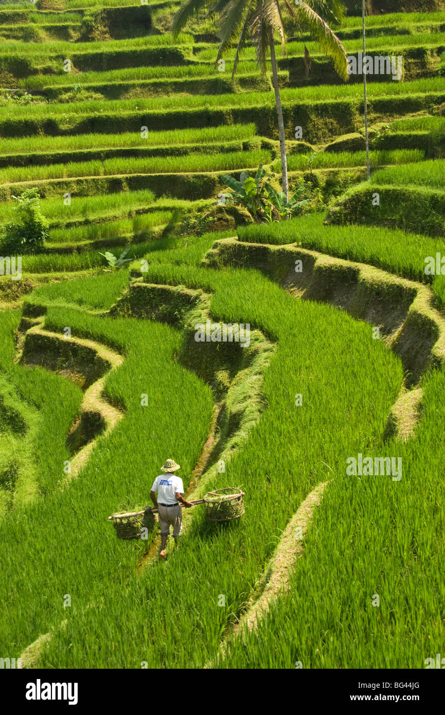 Rice terraces, with Balinese man in foreground working the terraces, near Tegallalang village, Bali, Indonesia, Asia Stock Photo