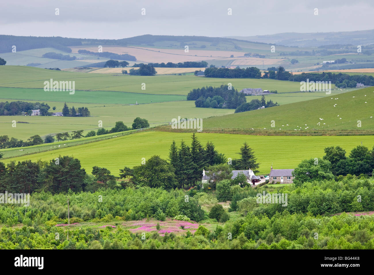 Rural countryside scotland sheep hires stock photography and images