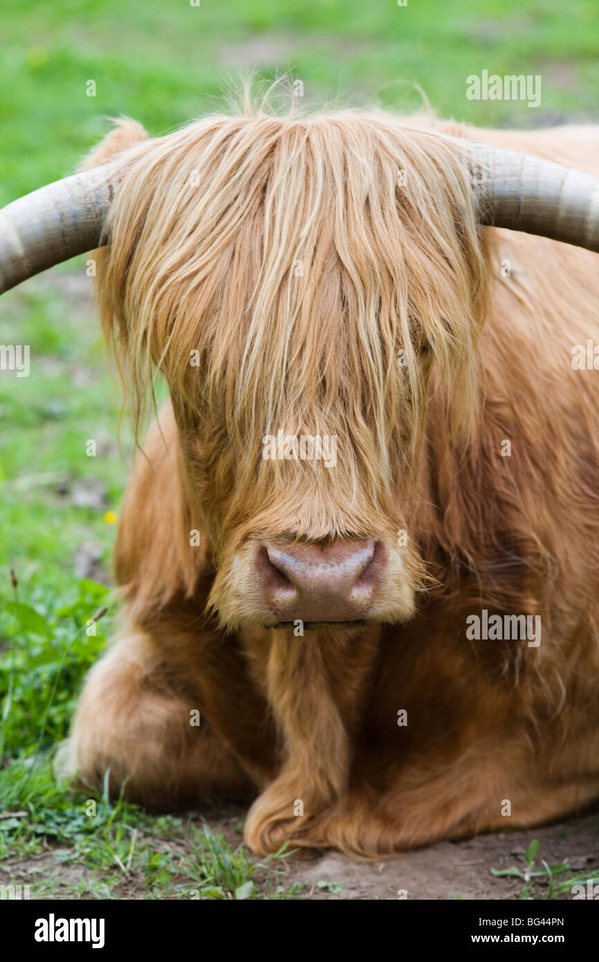 Scotland, Highland Region, Loch Ness, Highland Cattle Stock Photo