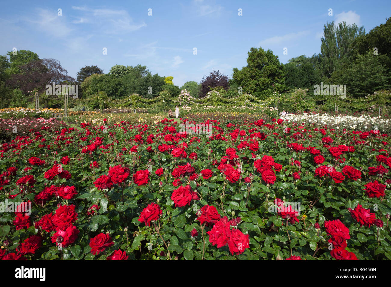 England, London, Regents Park, Queen Marys Gardens Stock Photo