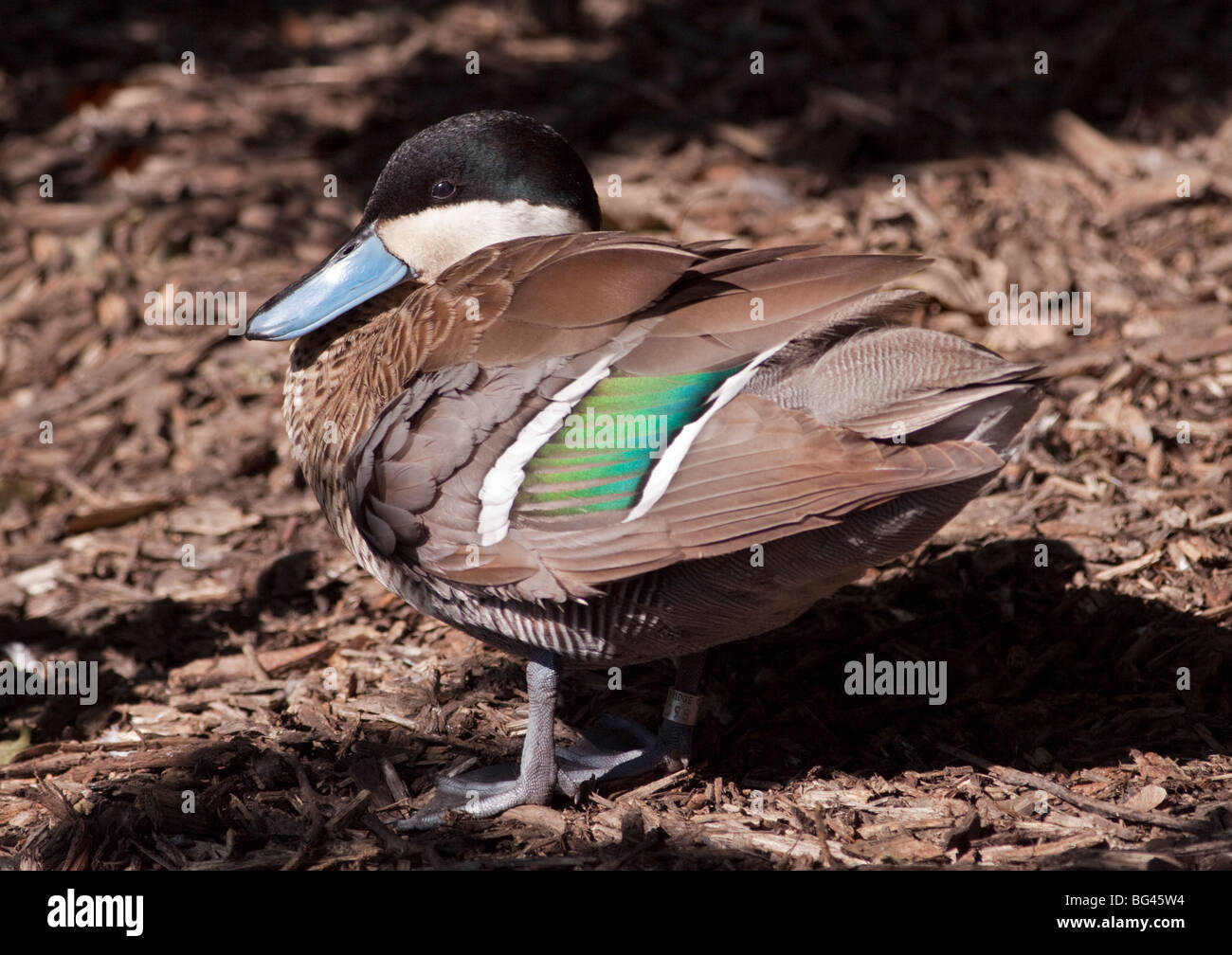 Puna Teal (anas puna) Stock Photo