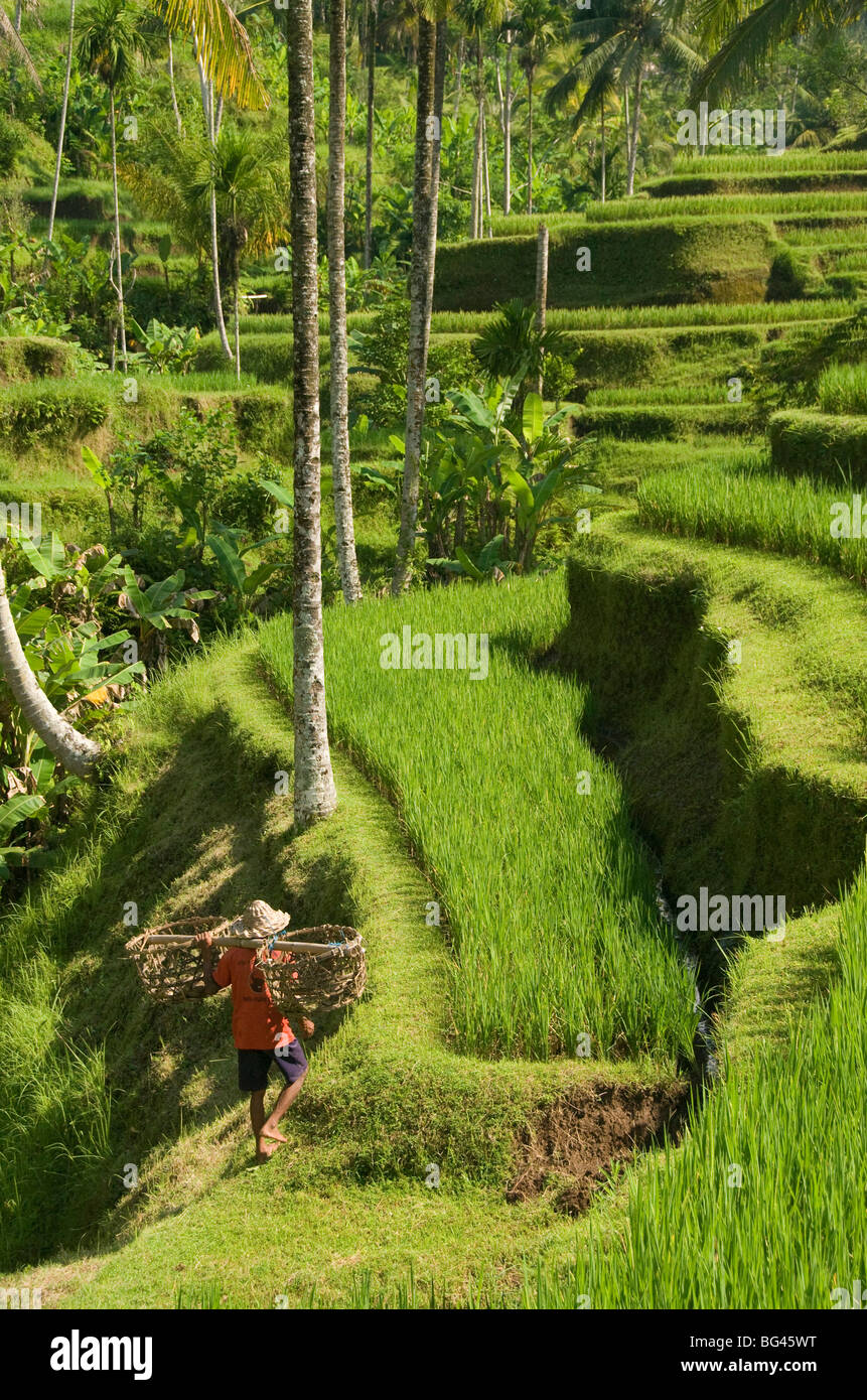 Rice terraces near Tegallalang Village, Bali, Indonesia, Southeast Asia, Asia Stock Photo