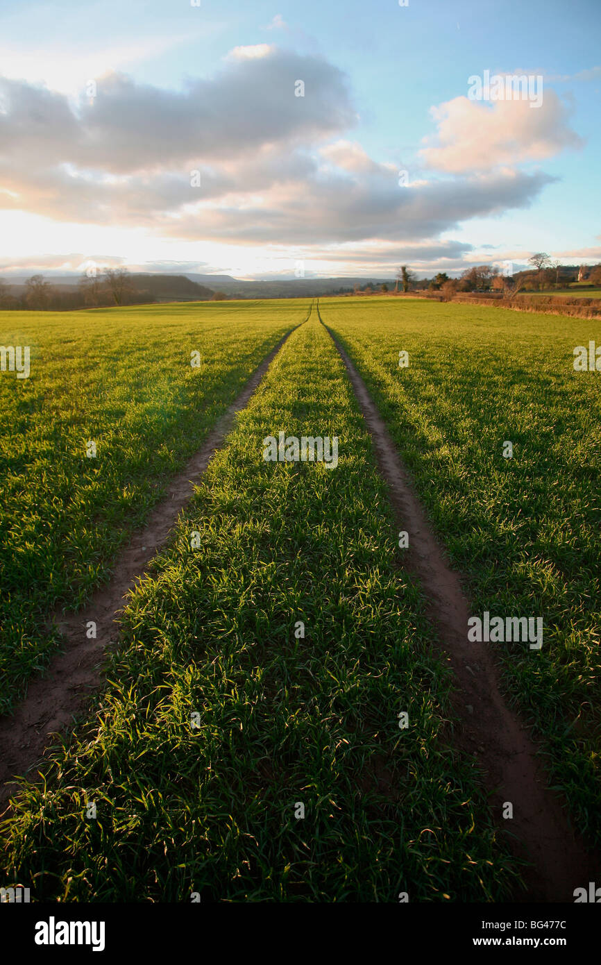 An old lane almost overtaken by grass in a field near Peterchurch, Golden Valey, Herefordshire, England, United Kingdom, Europe Stock Photo