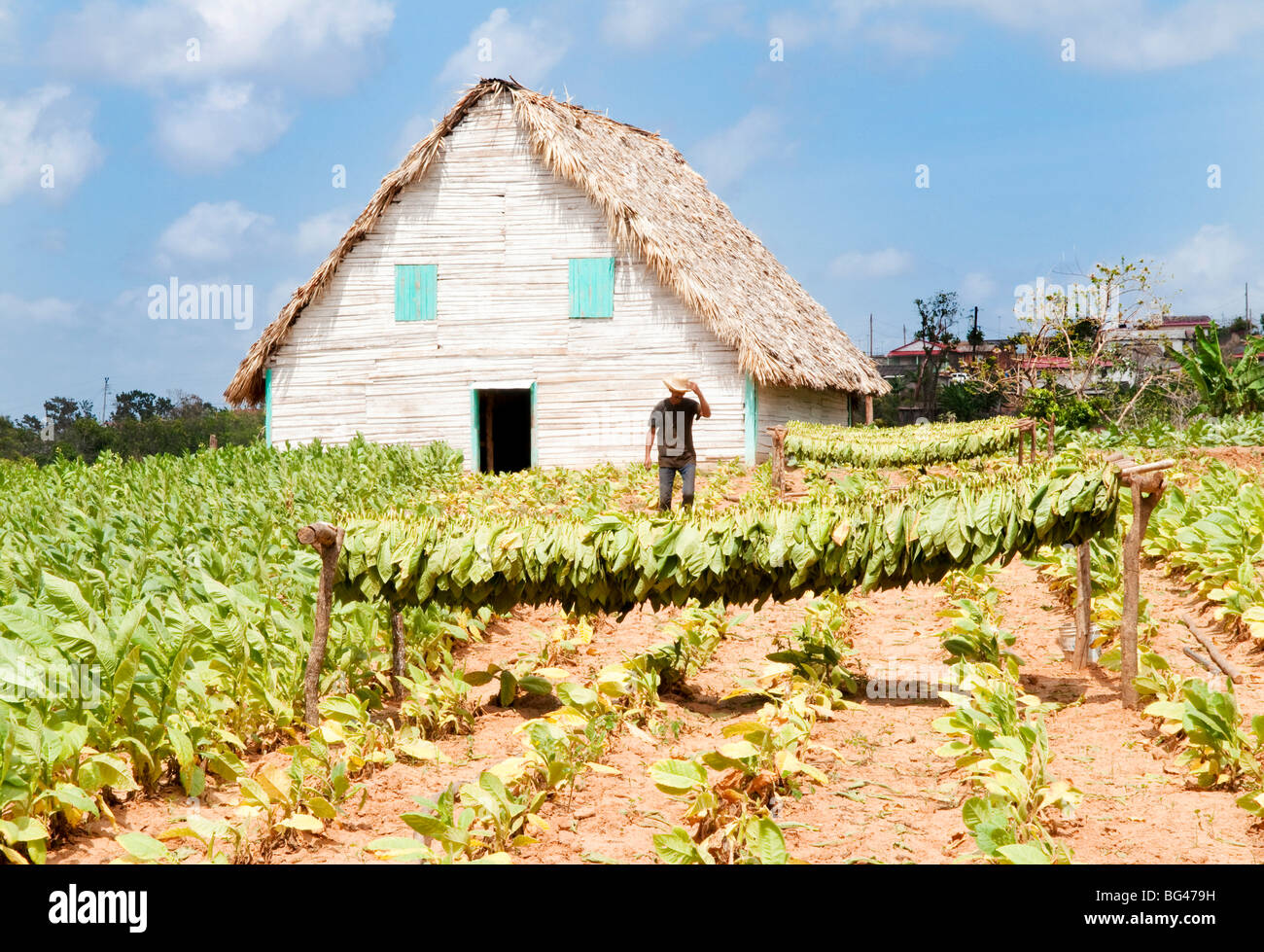 Tobacco farm in Vinales valley, Cuba, Caribbean Stock Photo
