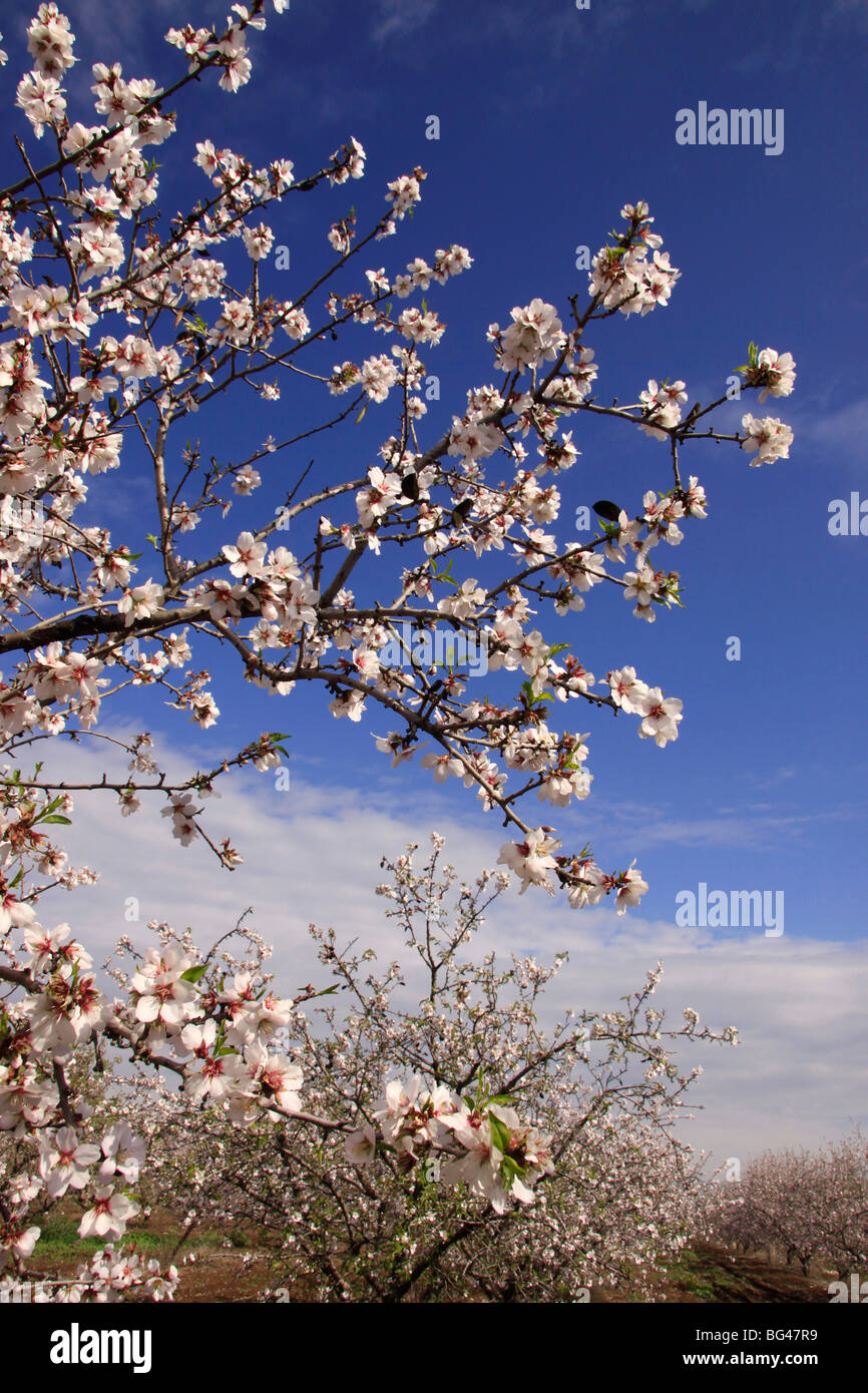 Israel, Almond trees in the Lower Galilee Stock Photo Alamy