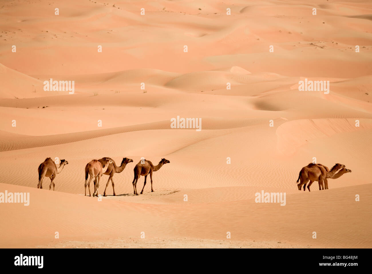 United Arab Emirates, Liwa Oasis, Camels and Sand dunes near the Empty Quarter Desert Stock Photo