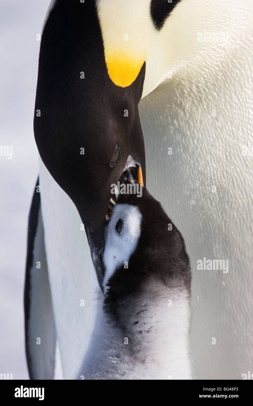 Emperor Penguin Eating Squid