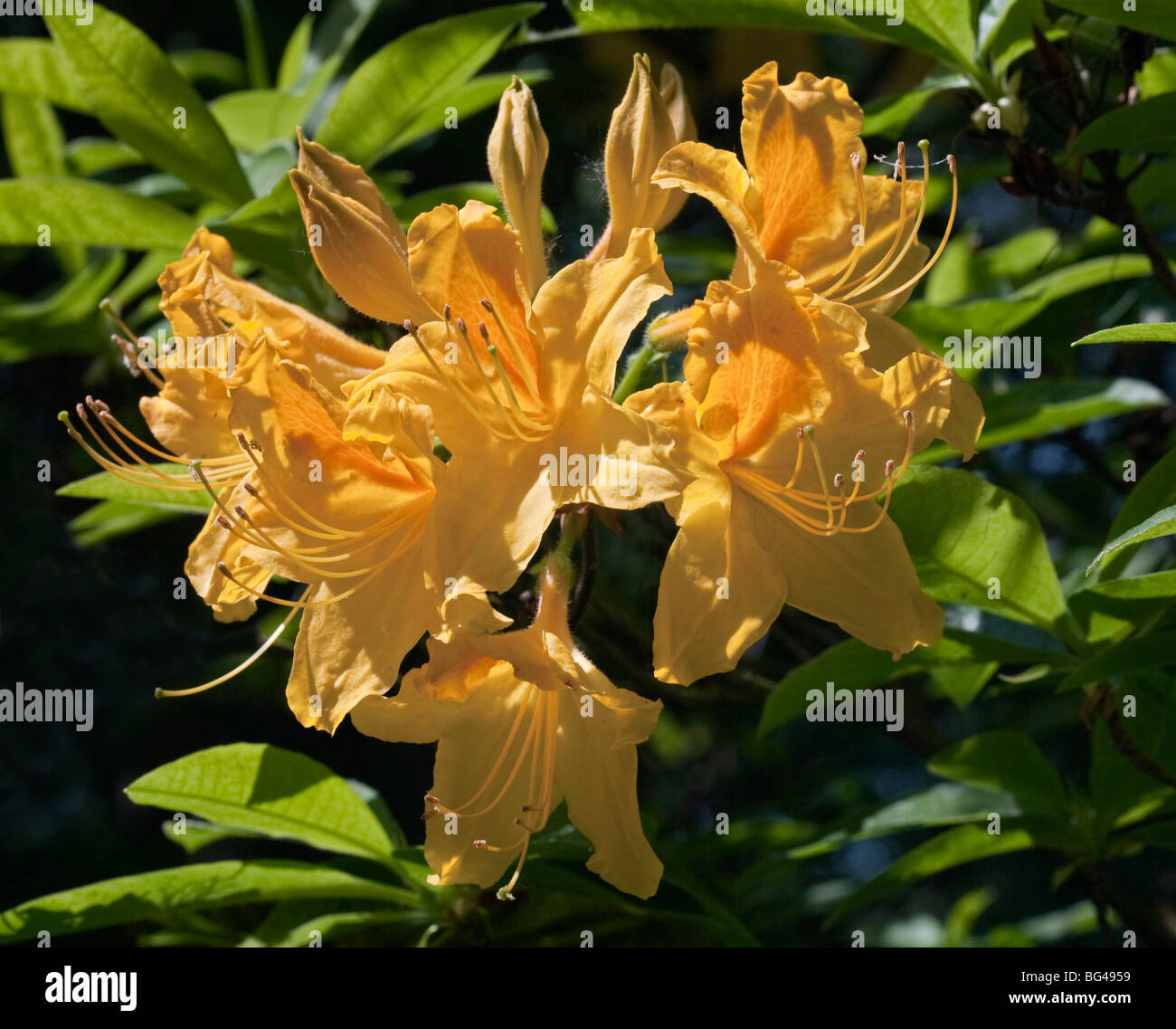 Golden Oriole High Resolution Stock Photography and Images Alamy