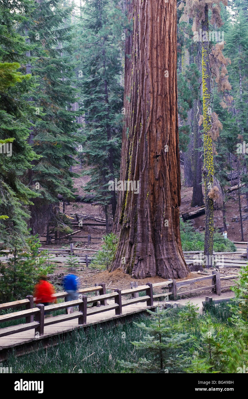 Panneau en acier Fish Camp California Yosemite National Park
