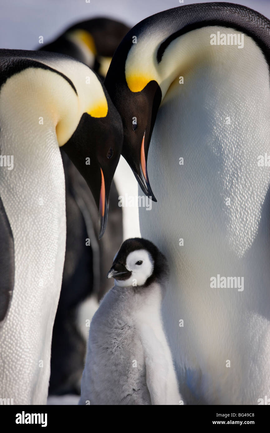 Emperor penguin and young chick at Snow Hill Island rookery, Weddell Sea, Antarctica. Stock Photo